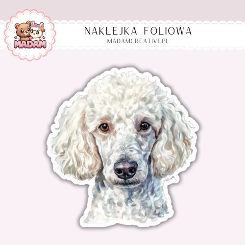 Naklejka foliowa piesek pudel biały portret MaDam Creative