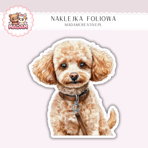 Naklejka foliowa piesek toy pudel portret MaDam Creative