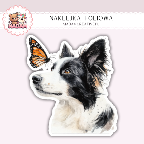 Naklejka foliowa piesek border collie portret MaDam Creative